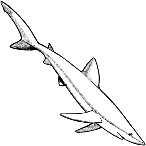 Blue Shark Coloring Page